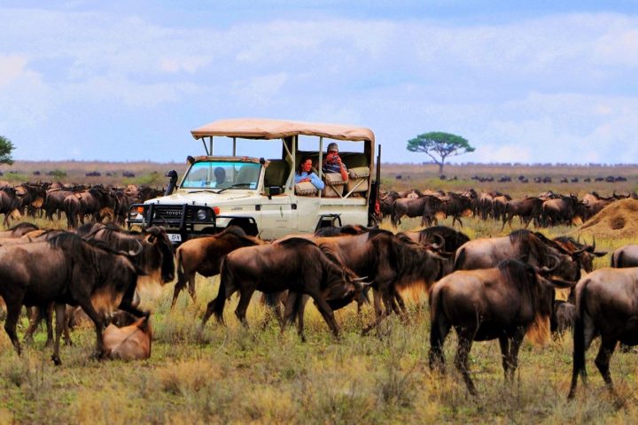 Serengeti national park