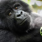 female mountain gorilla