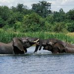 ELEPHANTS AT MURCHISON FALLS