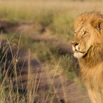 Masai mara lion East African Primate and Wildlife Expedition