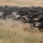 WILDEBEEST MIGATION TRIP