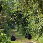 Uganda gorilla safari Uganda Gorilla Permits