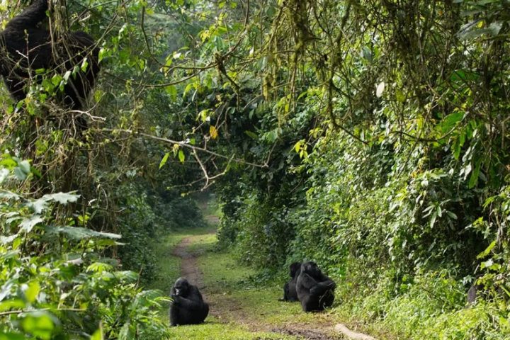 gorillas in Bwindi impenetrable national park.