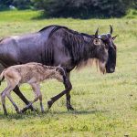 7-Day Tanzania Safari