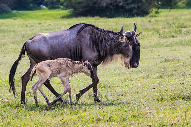 7-Day Tanzania Safari