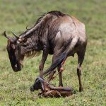 Calving Season Safari in Tanzania