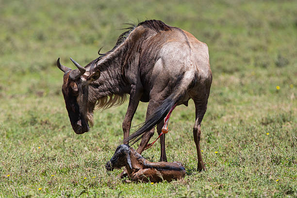 Calving Season Safari in Tanzania