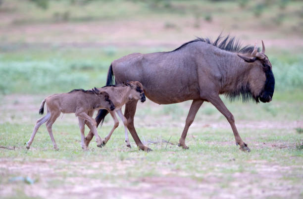 Calving Seasons Serengeti Masai Mara