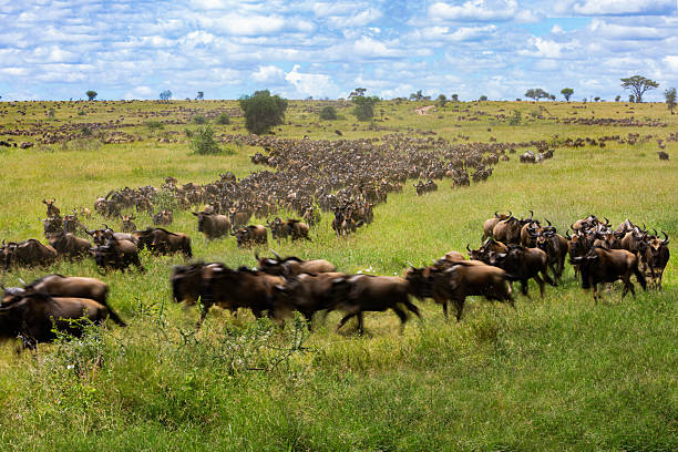 Great migration