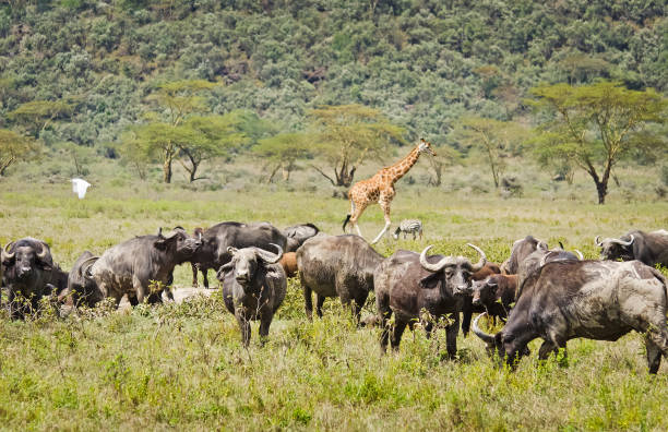 Guide to Ngorongoro