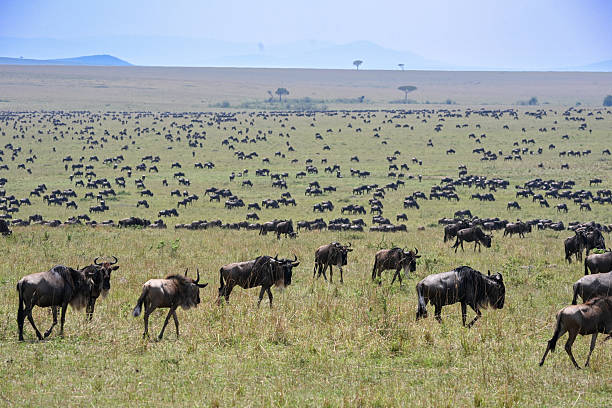 Guide to Serengeti
