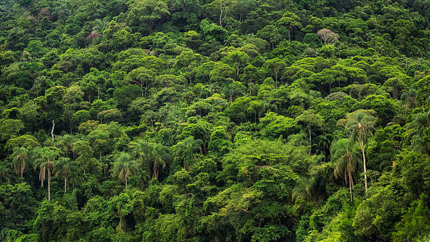 Kibira National Park