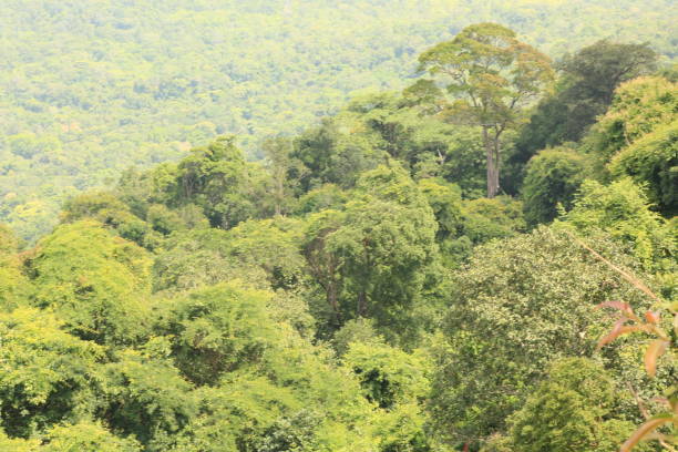 Kigwena Forest Natural Reserve