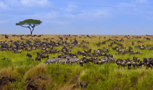 Ngorongoro vs. Serengeti