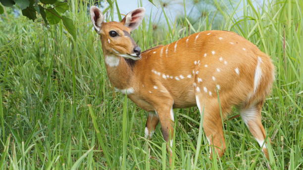 Rusizi National Park