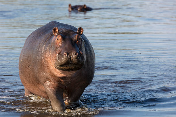 Ruvubu National Park