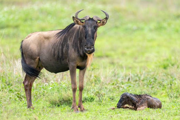 Serengeti Calving Season