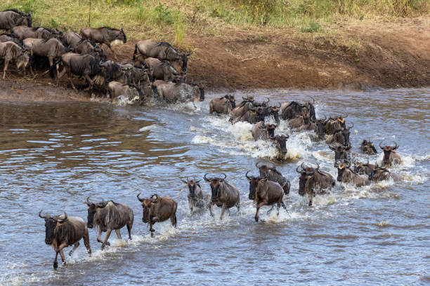Serengeti River Crossing