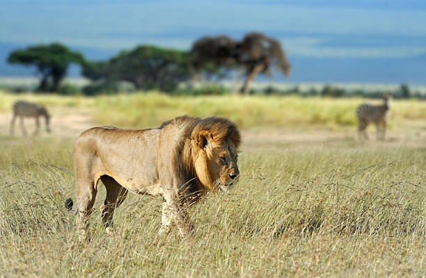 Southern Serengeti