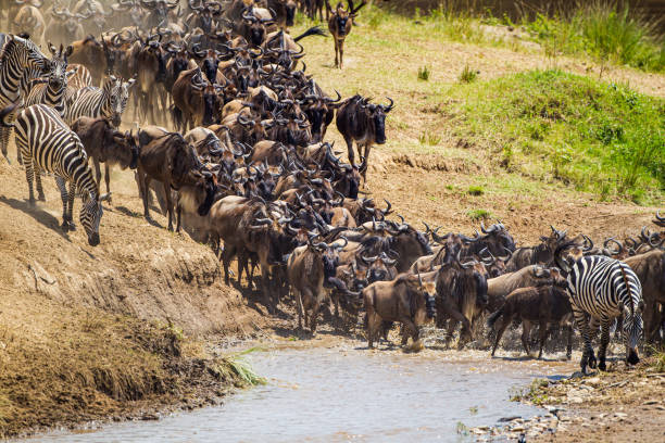 Tanzania Safari