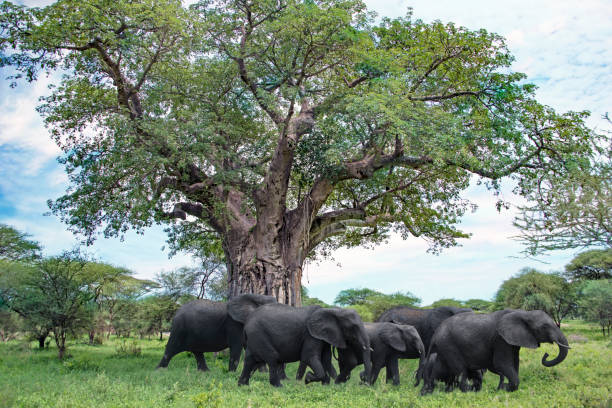 Tarangire National Park