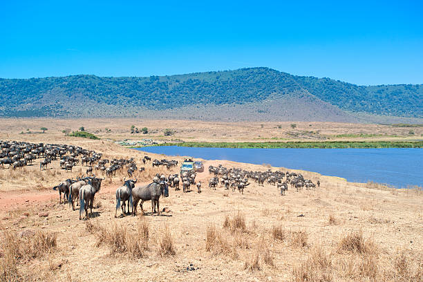 Visit Ngorongoro Conservation