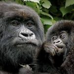 4 days Gorilla and Serengeti