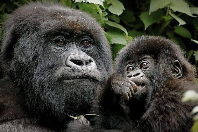 4 days Gorilla and Serengeti