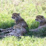 5 Days Serengeti Calving Season Safari
