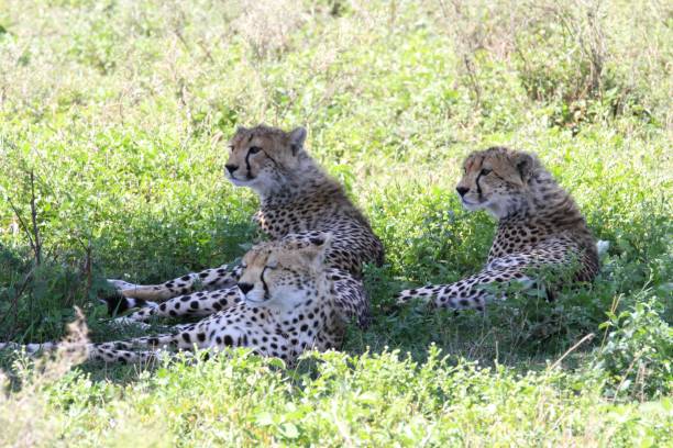 5 Days Serengeti Calving Season Safari