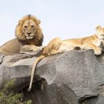 5 days Ngorongoro and Serengeti