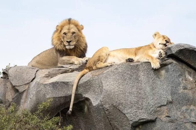 5 days Ngorongoro and Serengeti