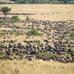 9 Days Masai Mara Serengeti Safari