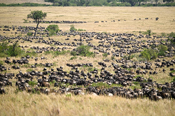 9 Days Masai Mara Serengeti Safari