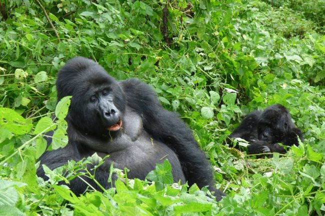 Best company for gorilla trekking in Uganda and Rwanda