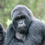 Best time to visit Rwanda