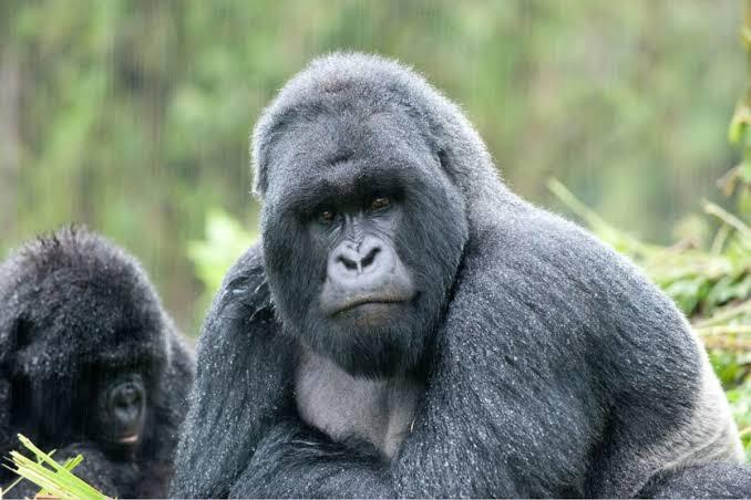 Best time to visit Rwanda