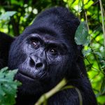 Booking a gorilla trekking experience in Rwanda