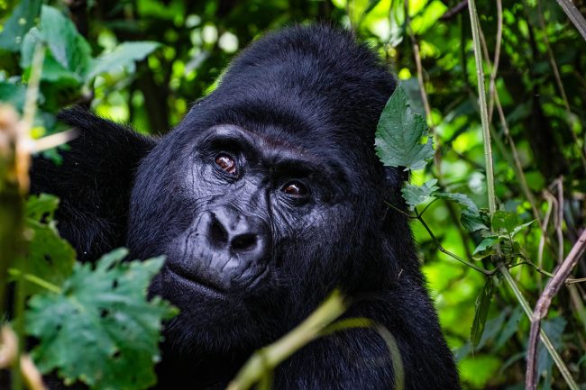 Booking a gorilla trekking experience in Rwanda