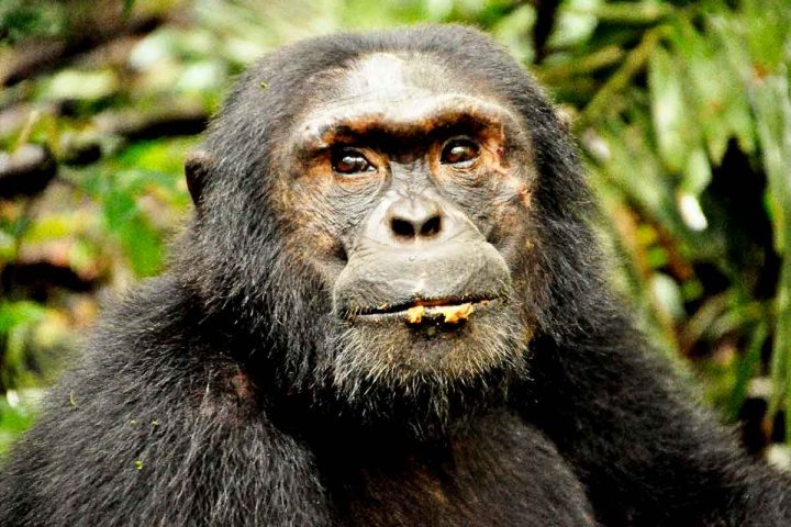 Chimpanzee trekking in Budongo