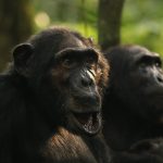 Chimpanzee trekking in Gombe National Park