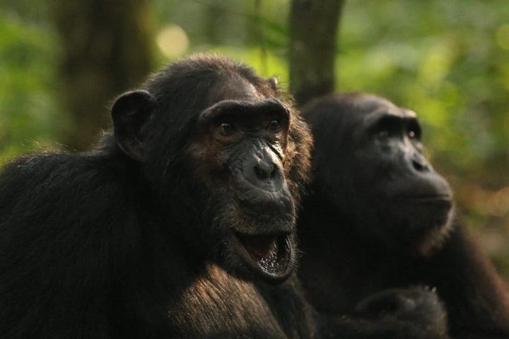 Chimpanzee trekking in Gombe National Park