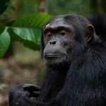 Chimpanzee trekking in Kalinzu Forest