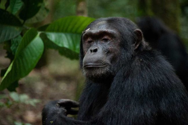 Chimpanzee trekking in Kalinzu Forest