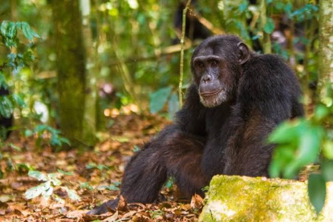 Chimpanzee trekking in Kyambura