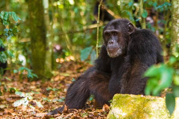 Chimpanzee trekking in Kyambura