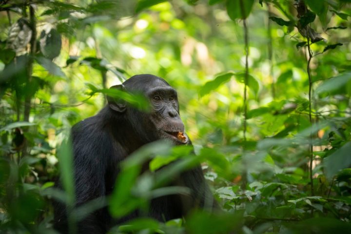 Chimpanzee trekking in Nyungwe National Park