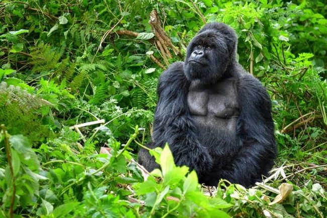 Combined gorilla trekking and wildebeest migration in Kenya or Tanzania