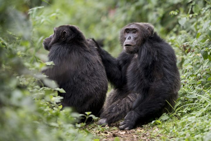 Combining gorilla trekking with other safari experiences