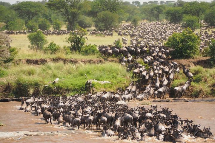 Combining the great migration with gorilla trekking